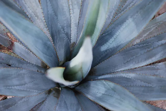 The pale heart of a blue agave plant, leaves spiralling outward
