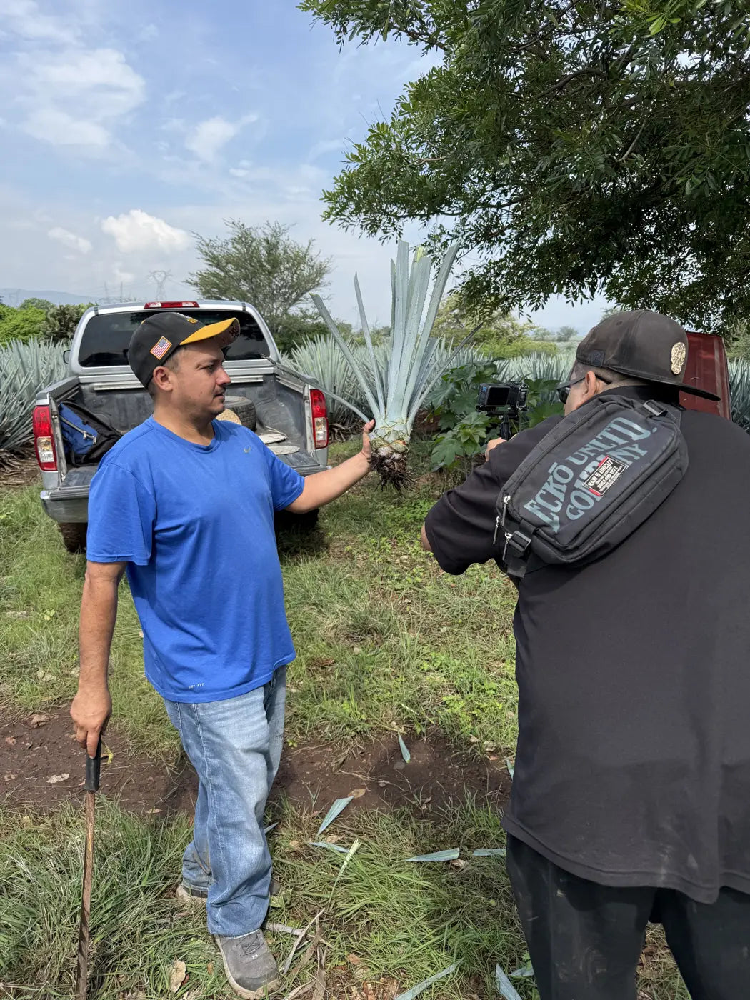A man in the agave field holding up a young agave pup, a hijuelo, ready for planting