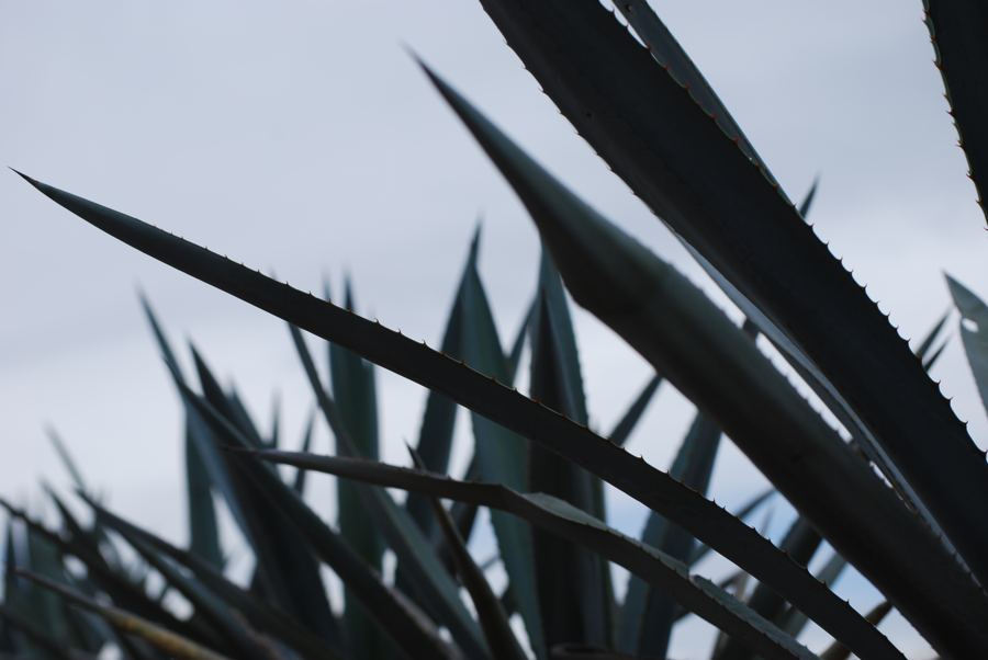 Agave leaf detail