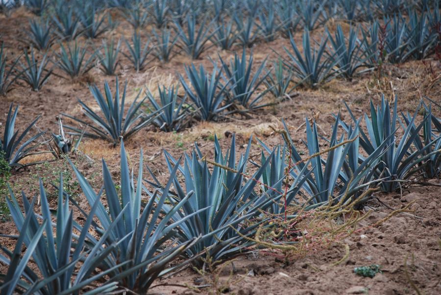 Agave rows on a hillside