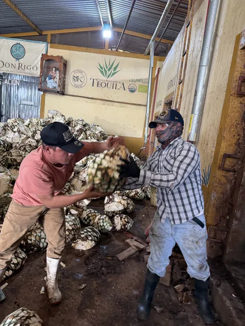 Workers lifting a piña in the distillery yard