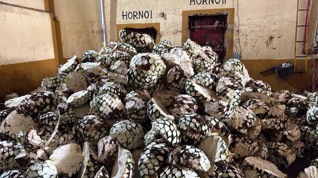 A mountain of agave piñas waiting in front of the hornos