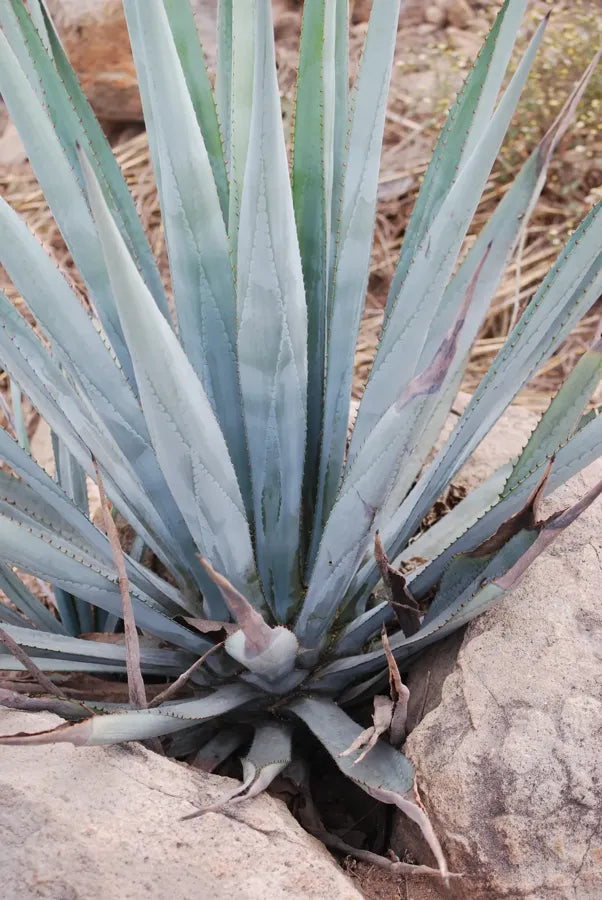 A mature blue agave plant in red soil