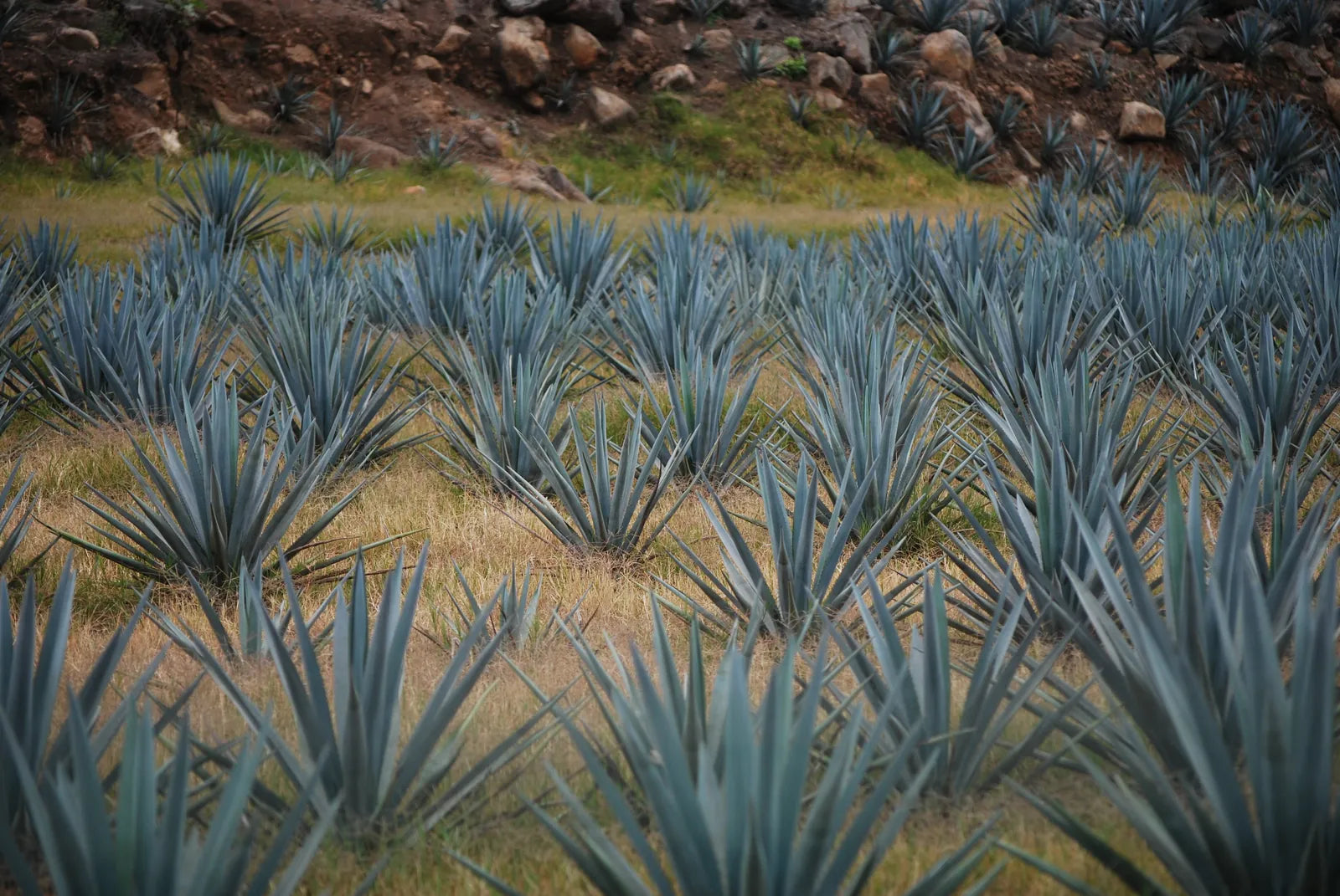 A field of mature blue agave in the Tequila Valley