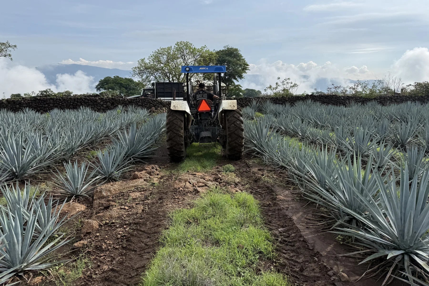 A tractor between rows of mature blue agave on harvest day near El Arenal, June 2026