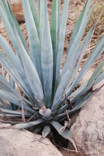 A single blue agave plant growing among red volcanic rock