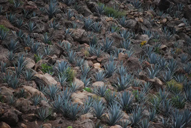 Blue agave growing on a rocky hillside