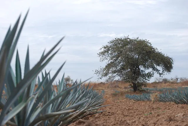 Blue agave and a lone tree under a grey sky in the Jalisco countryside