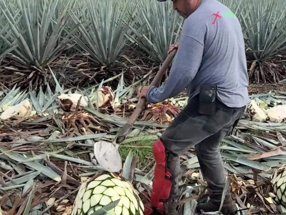 A jimador cutting the leaves from a piña with the coa