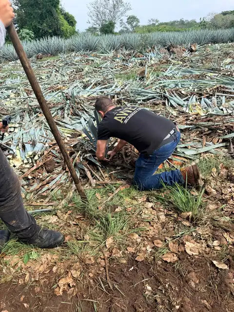 Two men planting young agave in the field