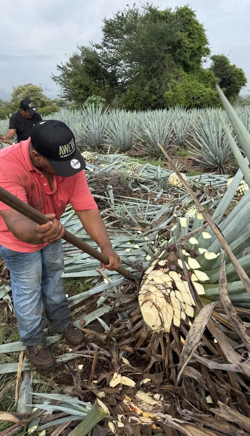 A jimador shaving the leaves off a piña with the coa
