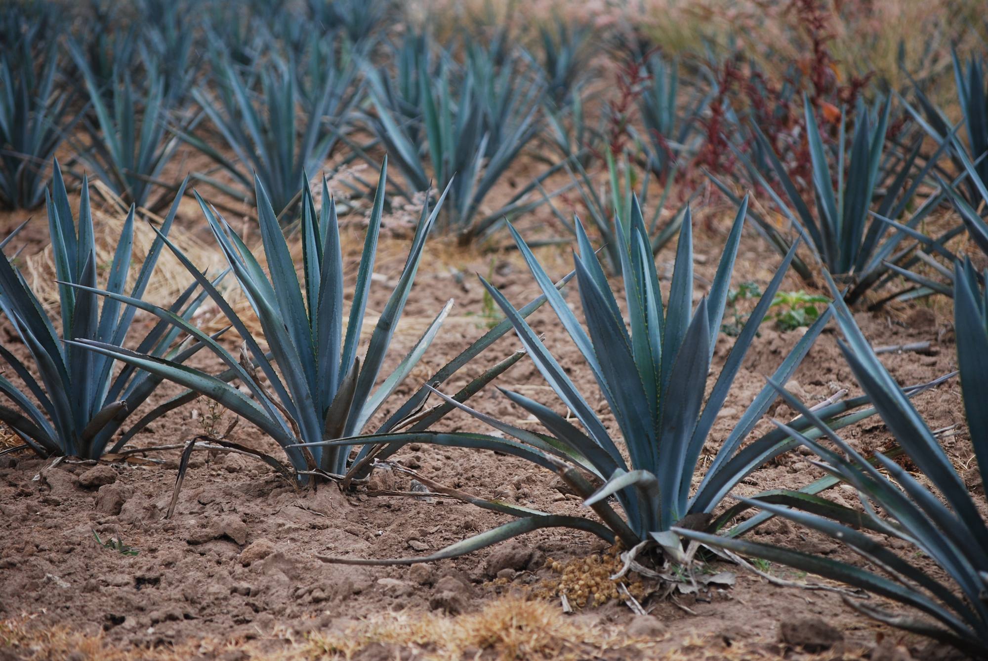 Mature blue agave in the field