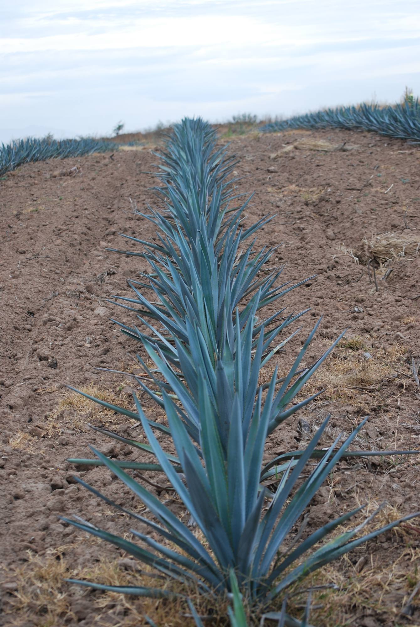 A single row of agave running to the horizon