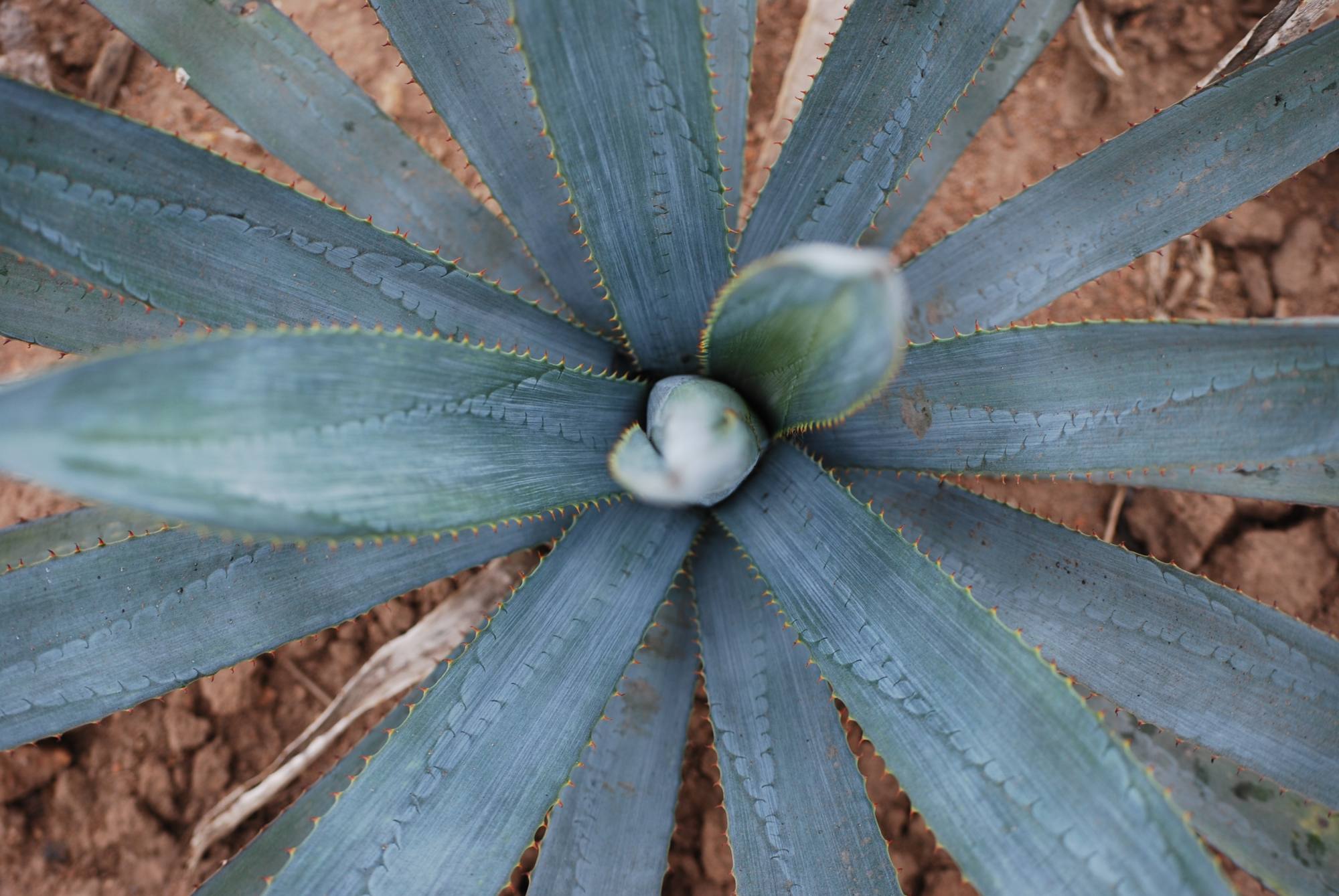 Blue Weber agave rosette seen from above, Jalisco