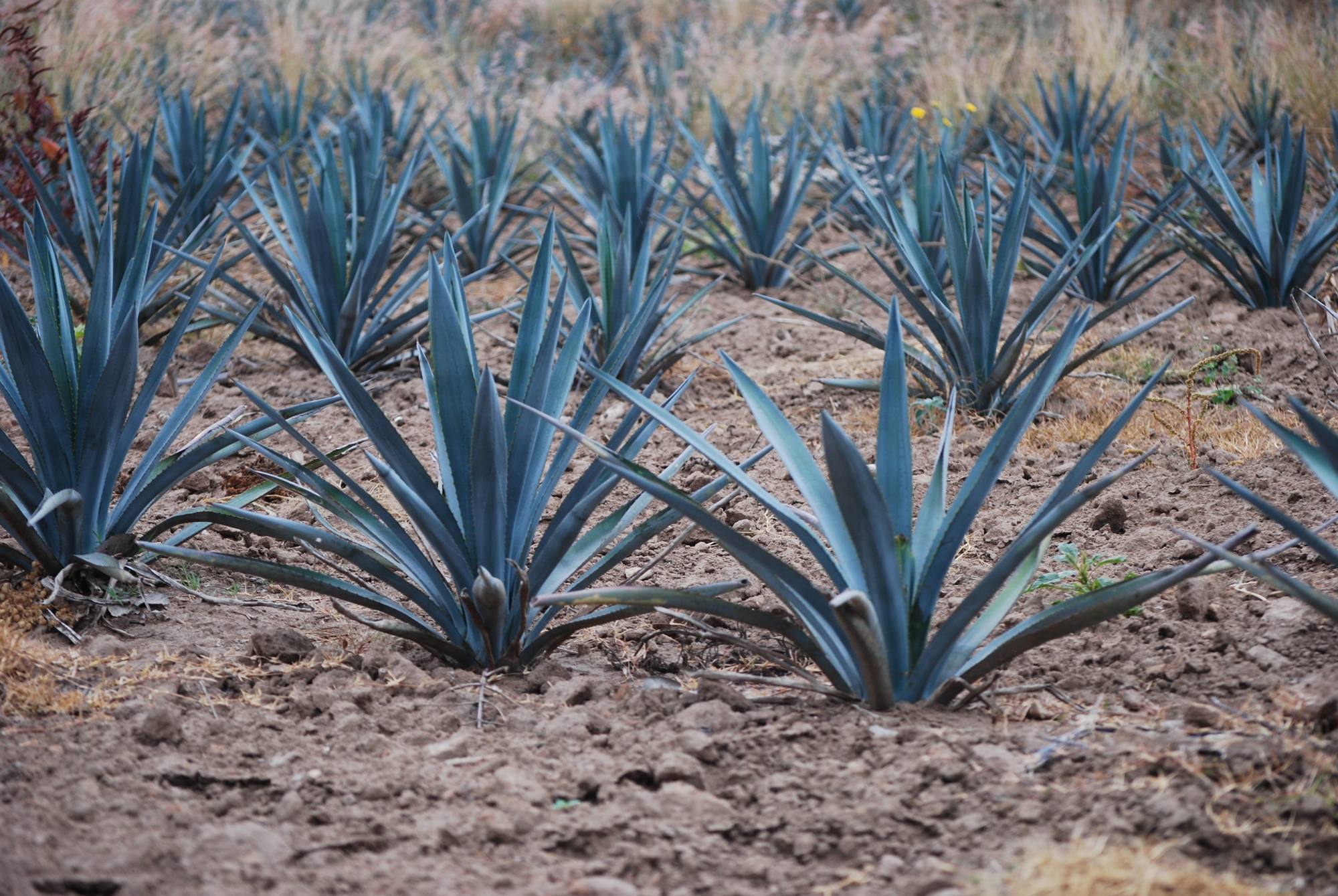 Rows of blue agave in red Jalisco soil
