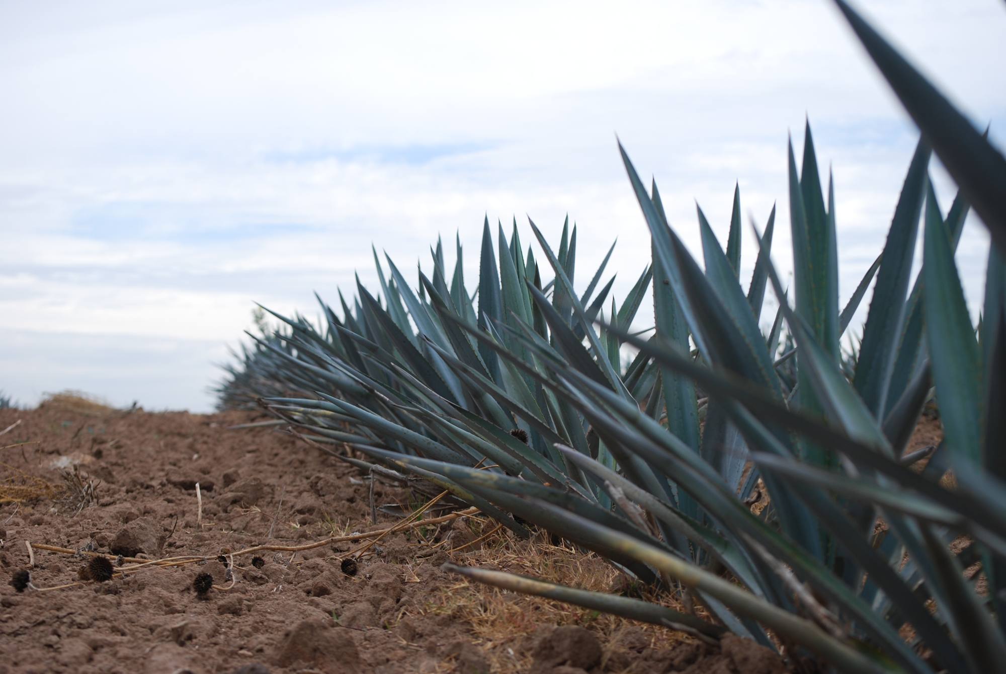 Agave leaves against the Jalisco sky