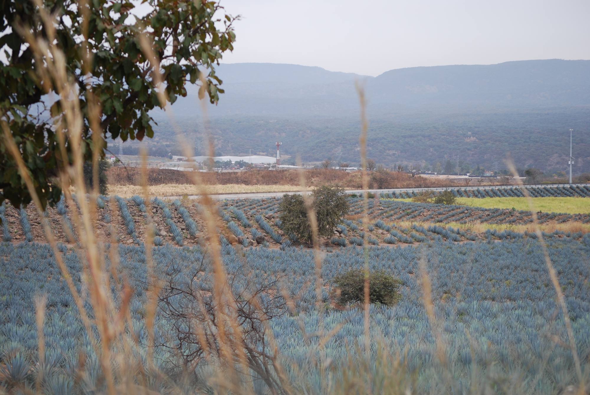 Agave fields across a Jalisco valley