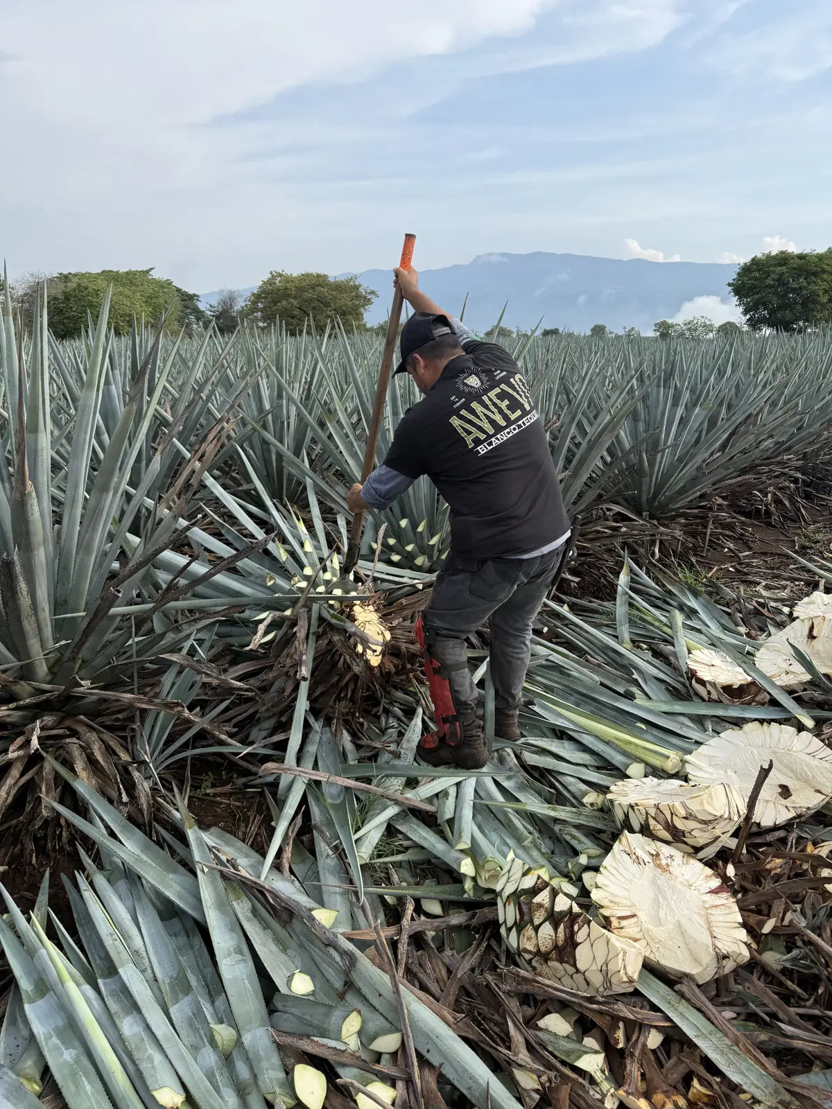 A jimador cutting blue agave with a coa in the field
