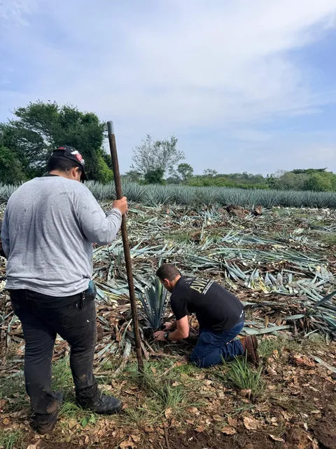 Two jimadores cutting agave in the field