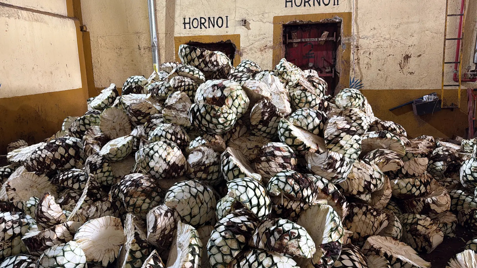 Freshly harvested agave piñas piled at the hornos of Destiladora Refugio