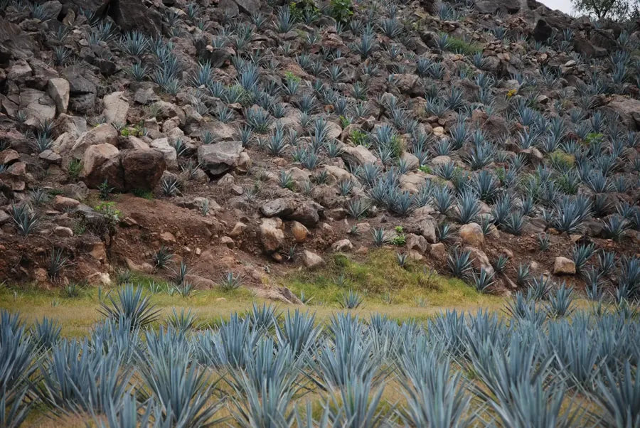 Blue agave growing below a rocky hillside