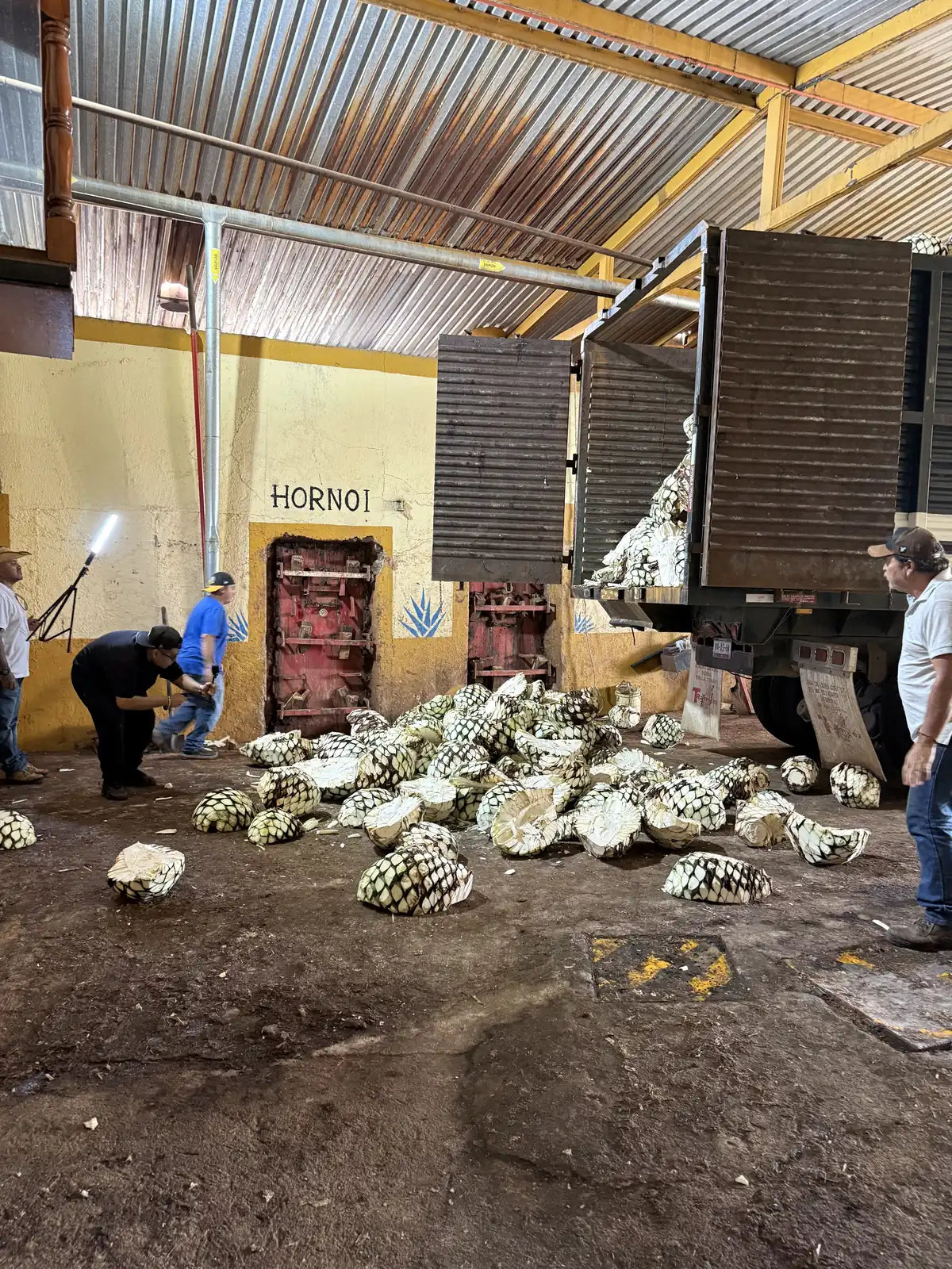 A truck unloading freshly harvested agave piñas in the yard at Destiladora Refugio